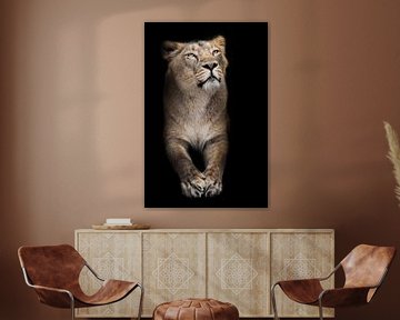 De trotse leeuwin, voor half lichaam met poten zit trots geïsoleerde zwarte achtergrond