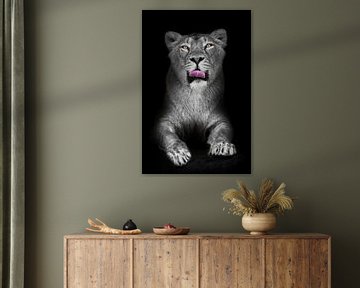 Löwin schaut Sie an und leckt sich die Lippen auf schwarzem Hintergrund, verfärbte aber helle Zunge  von Michael Semenov