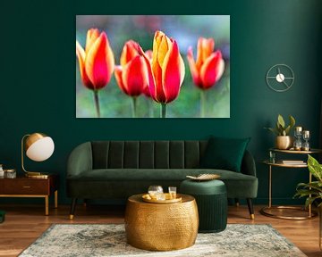 Tulpen van Rob Boon