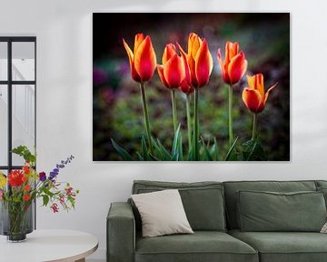 Tulpen van Rob Boon