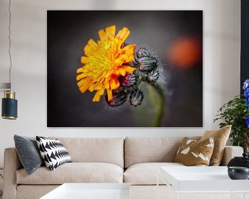 Hawkweed by Rob Boon