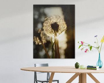 Dandelion evening light sur Henriette Tischler van Sleen