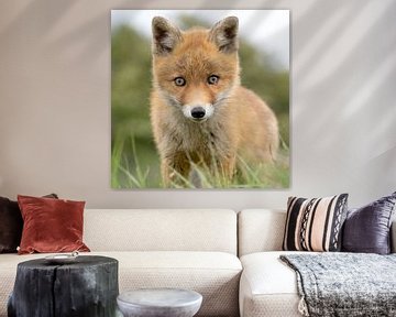 young fox close-up by bryan van willigen