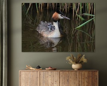 Crested grebe with young by Rinnie Wijnstra