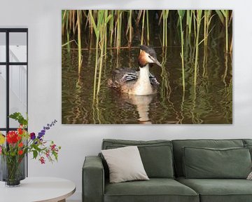 Crested grebe with young by Rinnie Wijnstra