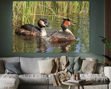 Crested grebe with young by Rinnie Wijnstra