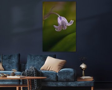 Flower of the Wood hyacinth by Marga Vroom