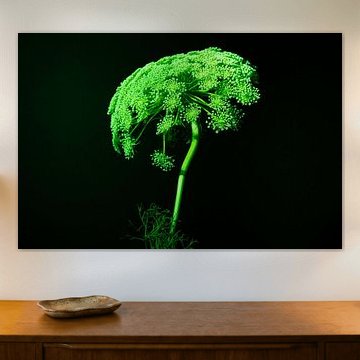 Cow parsley still life in the spotlight