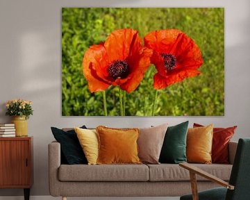 Red corn poppy flower against green background by MPfoto71