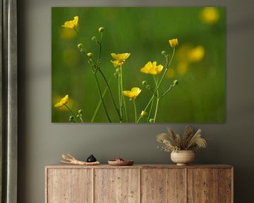 Buttercups by Niek Traas
