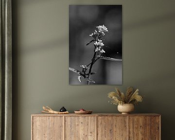 Kleine bloemetjes in zwart-wit van Gerard de Zwaan