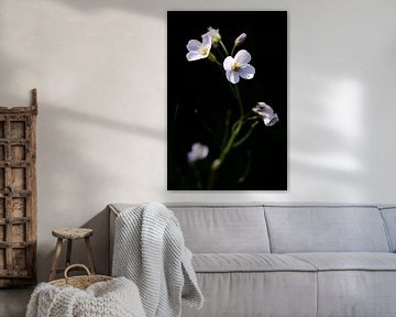 White flowers by Joost de Groot