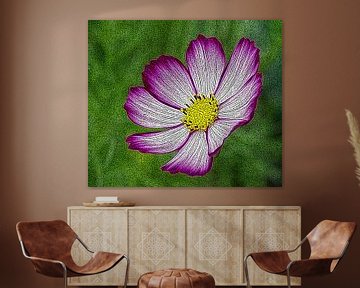 Cosmos bloem van Jose Lok