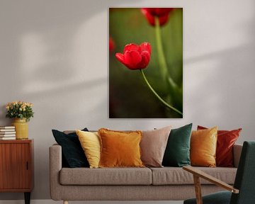 een rode tulp in een bloembollenveld | fine art natuur foto | botanische kunst