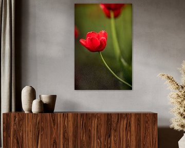 une tulipe rouge dans un champ de bulbes | photo nature fine art | art botanique sur Karijn | Fine art Natuur en Reis Fotografie