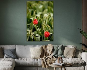 tulpen met groene bladeren  in het veld | natuurfoto | botanisch design van Karijn | Fine art Natuur en Reis Fotografie