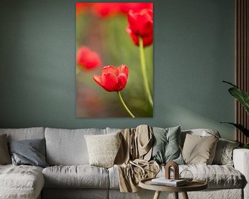 een foto van een rode tulp | botanisch design foto van Karijn | Fine art Natuur en Reis Fotografie