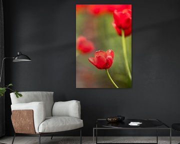 een foto van een rode tulp | botanisch design foto