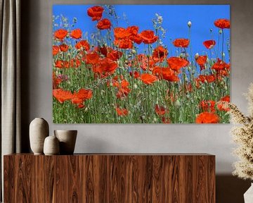 Coquelicots contre un ciel bleu vif