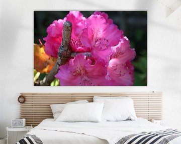 Pink flowers by Saffira Meijer