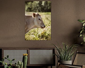 Portret van een koe in het Nederlandse landschap van Kristian Oosterveen