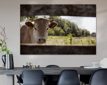 De blik van een koe door de planken van Kristian Oosterveen