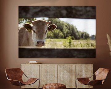 De blik van een koe door de planken van Kristian Oosterveen