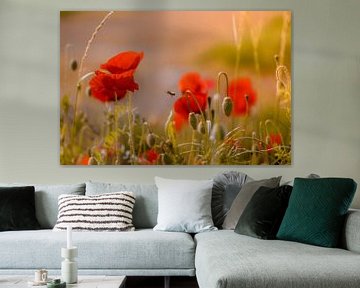 Poppies in the morning light by Kurt Krause
