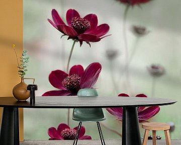 Cosmos sway, Mandy Disher van 1x