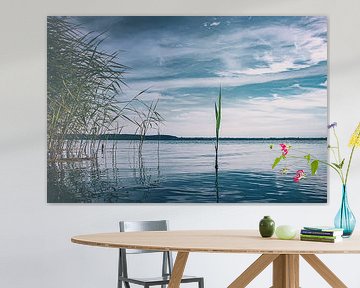 Schilfrohr mitten im See. Am Wasser im Sommer. Hoffnung und Ruhe von Jakob Baranowski - Photography - Video - Photoshop
