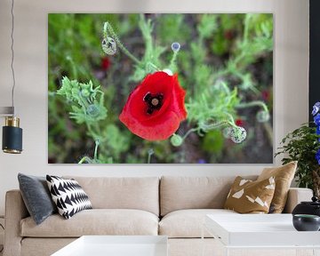 Coquelicot sur t.ART