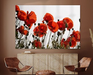 Poppies with backlight by Sabina Meerman