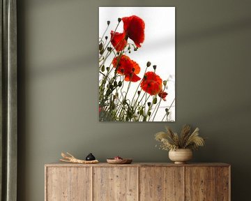 Poppies in the morning sun with backlight by Sabina Meerman