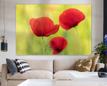 Poppies by D. Henriquez