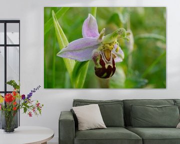 Natuur op Texel, orchidee, Ophrys apifera aurita van Peter Schoo - Natuur & Landschap