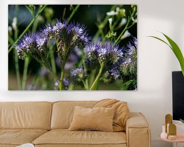 Paars blauwe bloeiende Phacelia wilde bloemen van Jolanda de Jong-Jansen