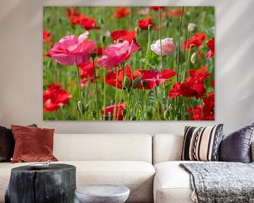 Un champ de coquelicots roses et rouges aux couleurs vives sur Jolanda de Jong-Jansen