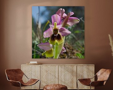 Orchidée ophrys tenthredinifera sur Peter Schoo - Natuur & Landschap