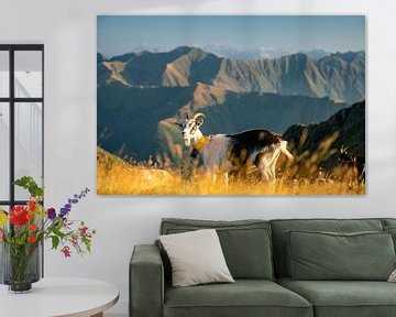 Eine Ziege am Monte Bregagno von Leo Schindzielorz