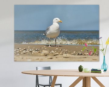 Herring gull on the coastline by Ad Jekel