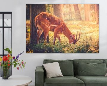 A young deer searches for food during the morning hours in the shelter of the forest by Jakob Baranowski - Photography - Video - Photoshop