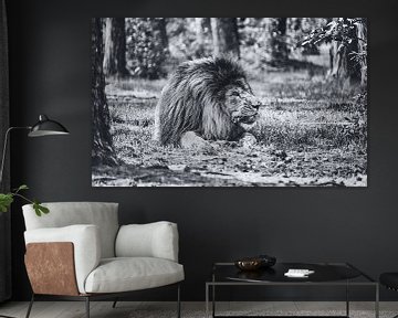 Koning van de jungle - Een prachtige leeuw kauwt zijn prooi in Serengeti Park Resort Zoo van Jakob Baranowski - Photography - Video - Photoshop