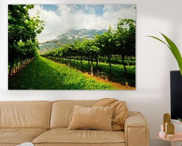 Vineyards in South Tyrol by Leo Schindzielorz