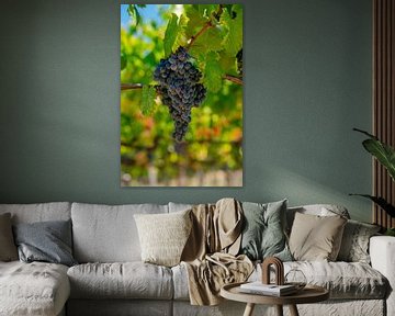 Weintrauben Rebe aus der Toskana von Leo Schindzielorz