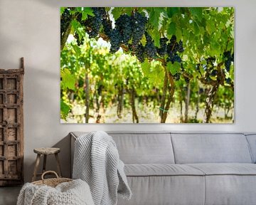 Druivenranken uit Toscane van Leo Schindzielorz