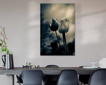 A touch of emotion - atmospheric sea of flowers from tulips in silent mourning by Jakob Baranowski - Photography - Video - Photoshop
