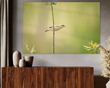 Reed warbler by Thomas Thiemann