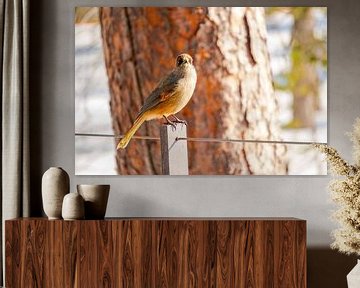 süßer Vogel im Fulufjellet-Nationalpark von Leo Schindzielorz