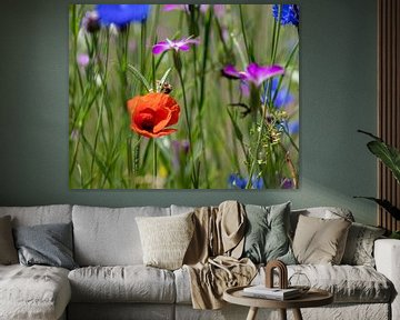 Bouquet de champ avec coquelicot. sur Henk Van Nunen Fotografie