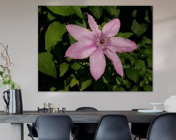 Een groot bloemige roze/paars bloeiende clematis. van Wim vd Neut
